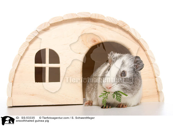 Glatthaarmeerschweinchen / smoothhaired guinea pig / SS-53335