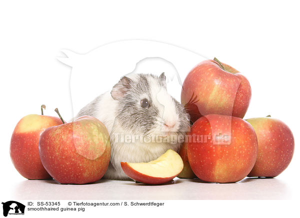 smoothhaired guinea pig / SS-53345