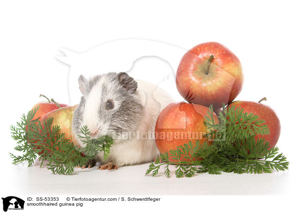smoothhaired guinea pig / SS-53353