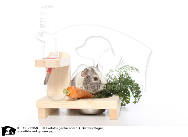 smoothhaired guinea pig / SS-53358