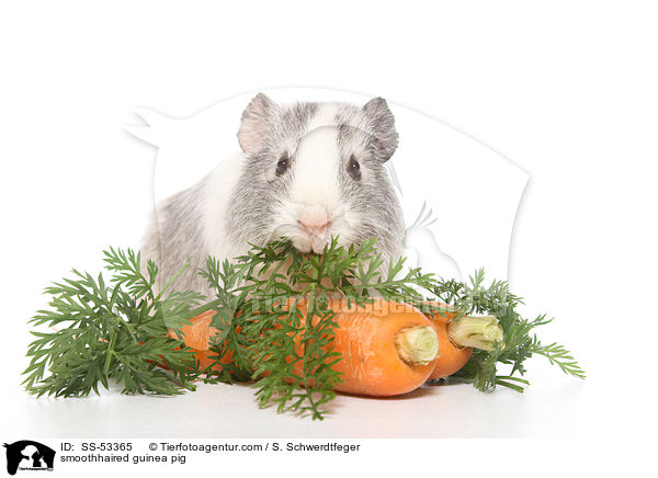 smoothhaired guinea pig / SS-53365