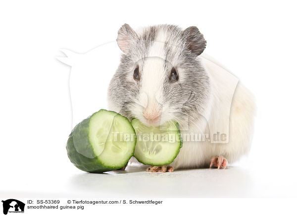 smoothhaired guinea pig / SS-53369