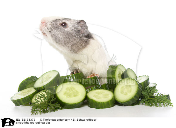 smoothhaired guinea pig / SS-53376