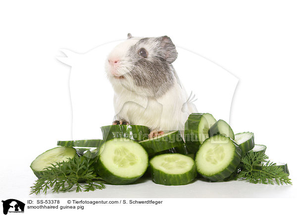smoothhaired guinea pig / SS-53378
