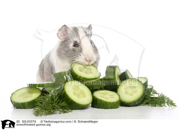 Glatthaarmeerschweinchen / smoothhaired guinea pig / SS-53379