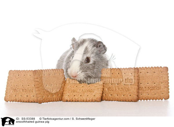 Glatthaarmeerschweinchen / smoothhaired guinea pig / SS-53388