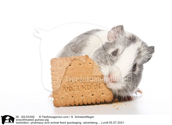 Glatthaarmeerschweinchen / smoothhaired guinea pig / SS-53392
