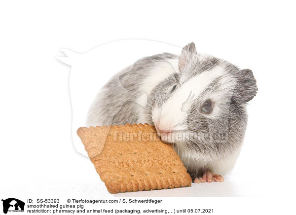 Glatthaarmeerschweinchen / smoothhaired guinea pig / SS-53393