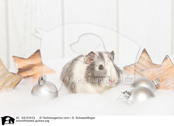 Glatthaarmeerschweinchen / smoothhaired guinea pig / SS-53433