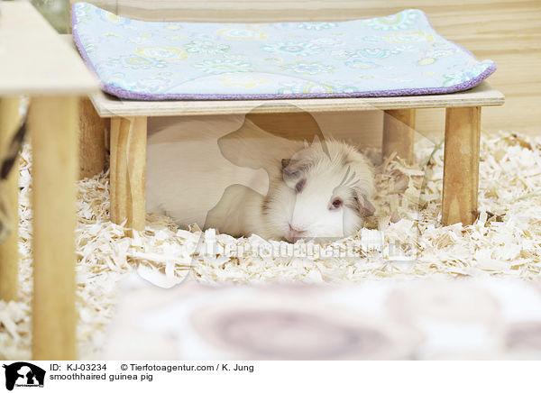 Glatthaarmeerschweinchen / smoothhaired guinea pig / KJ-03234