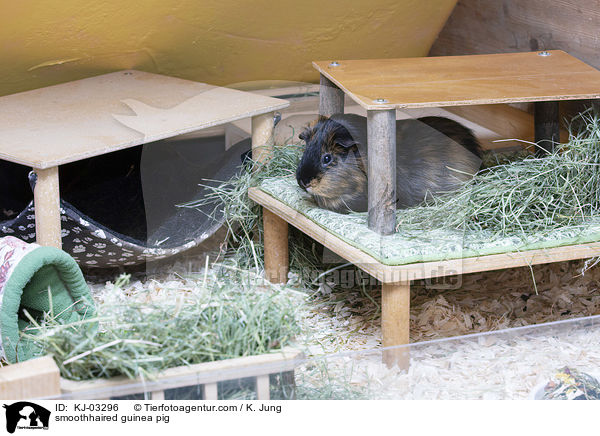Glatthaarmeerschweinchen / smoothhaired guinea pig / KJ-03296