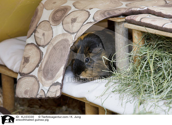 Glatthaarmeerschweinchen / smoothhaired guinea pig / KJ-03330