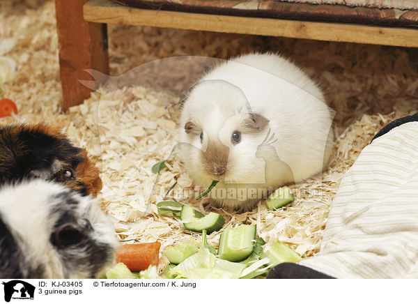 3 Meerschweinchen / 3 guinea pigs / KJ-03405