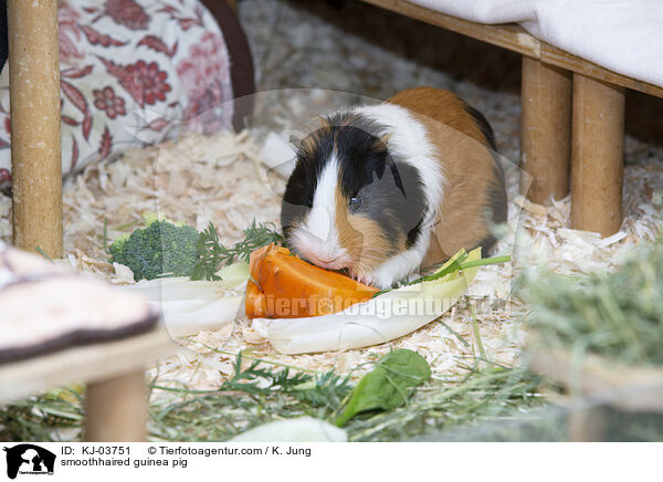 Glatthaarmeerschweinchen / smoothhaired guinea pig / KJ-03751