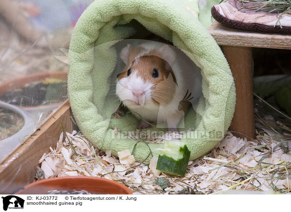 Glatthaarmeerschweinchen / smoothhaired guinea pig / KJ-03772