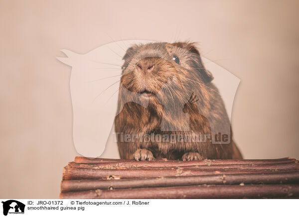 Glatthaarmeerschweinchen / smoothhaired guinea pig / JRO-01372