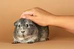 fondling a guinea pig