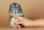 fondling a guinea pig