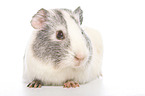 smoothhaired guinea pig
