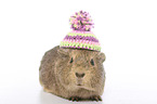 smoothhaired guinea pig