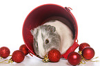smoothhaired guinea pig