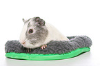 smoothhaired guinea pig