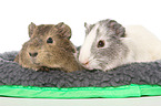 smoothhaired guinea pig