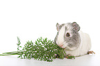 smoothhaired guinea pig