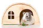 smoothhaired guinea pig