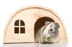 smoothhaired guinea pig