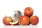 smoothhaired guinea pig