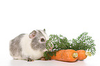 smoothhaired guinea pig