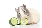 smoothhaired guinea pig