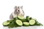 smoothhaired guinea pig