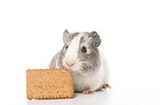 smoothhaired guinea pig