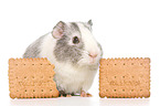smoothhaired guinea pig