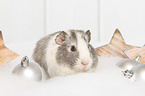 smoothhaired guinea pig