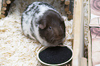 smoothhaired guinea pig