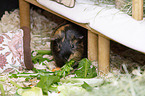 smoothhaired guinea pig