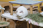 smoothhaired guinea pig