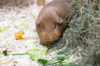 smoothhaired guinea pig