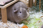 smoothhaired guinea pig