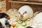 3 guinea pigs