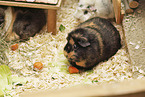3 guinea pigs