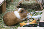 smoothhaired guinea pig