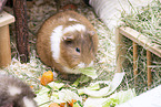 smoothhaired guinea pig