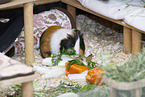 smoothhaired guinea pig