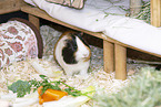 smoothhaired guinea pig
