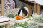 smoothhaired guinea pig