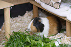 smoothhaired guinea pig